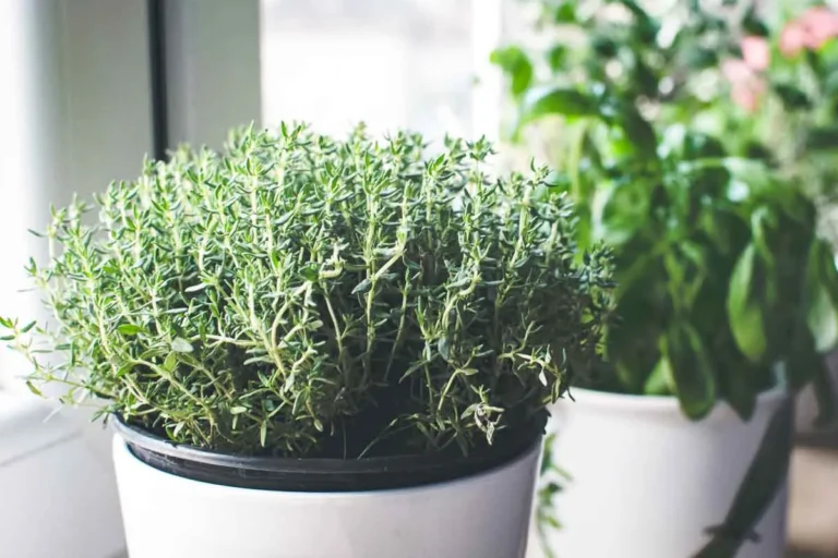 How To Grow Thyme Indoors Without Killing It (Promise, It’s Easy)