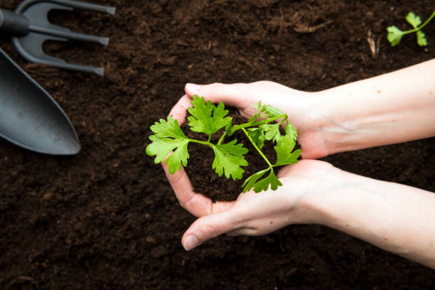 How to Grow Celery in Your Garden