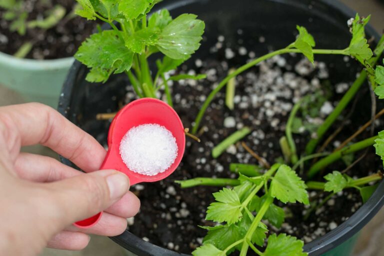 How I Use Coffee Grounds to Feed My Tomato Plants (Yes, It Actually Works)