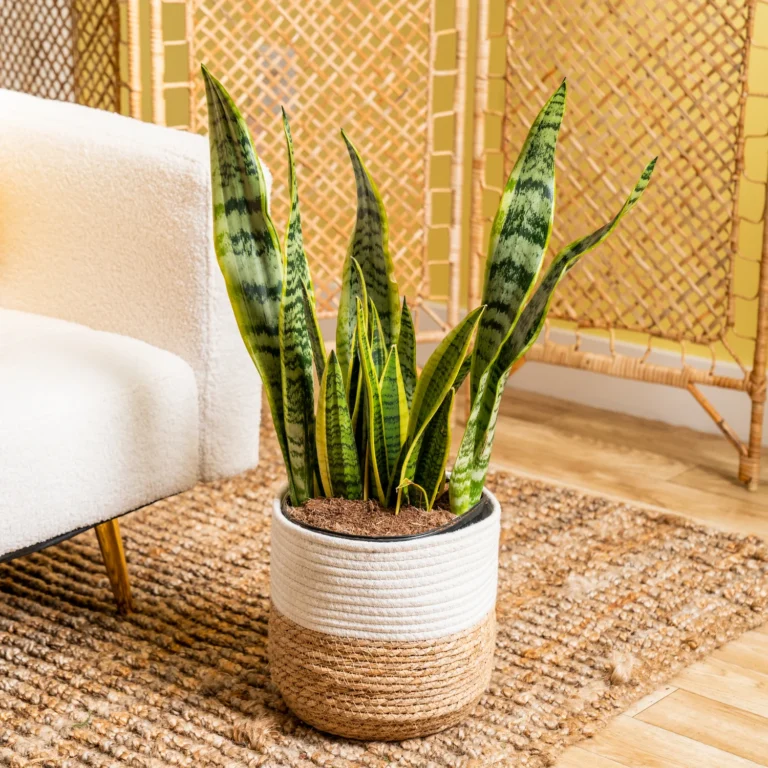 Best Indoor Plants for Spa Rooms: Create a Calming Green Oasis